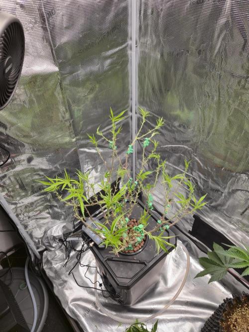 DWC Hydroponics Grow System 7 Gallon DWC 2 Buckets. Week 11