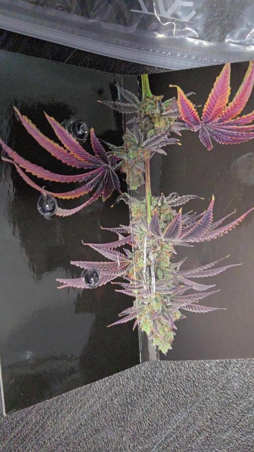 Mac1 F1 Hybrid