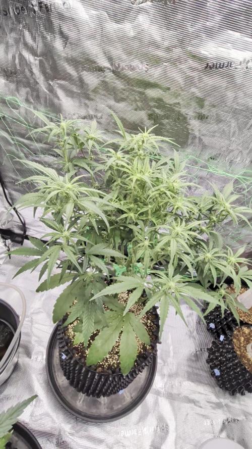 First auto grow