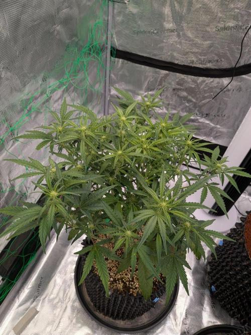 First auto grow. Week 6