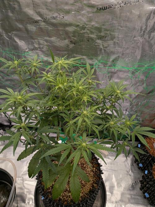 Blueberry Glue Auto. Week 6