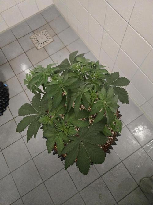 Tangerine Dream. Week 5