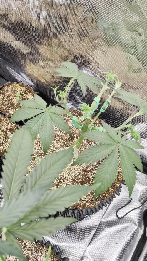 Tangerine Dream