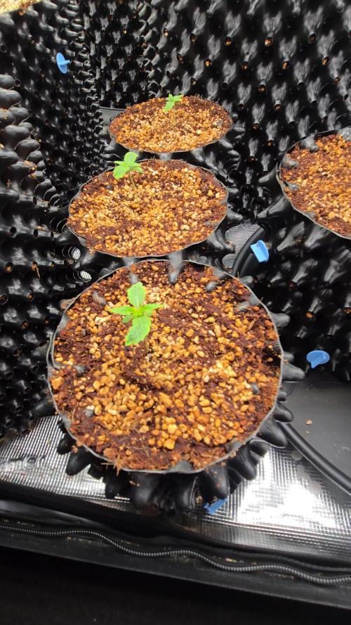 Mac1 F1 Hybrid