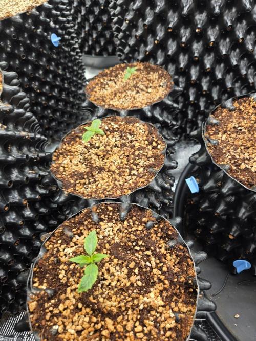 Mac1 F1 Hybrid. Week 1