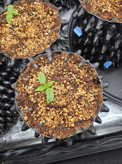 Mac1 F1 Hybrid. Week 1