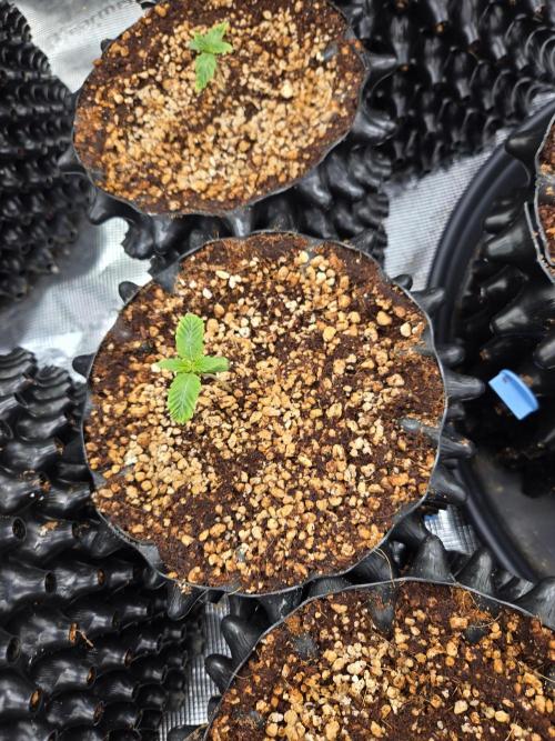 Mac1 F1 Hybrid. Week 1