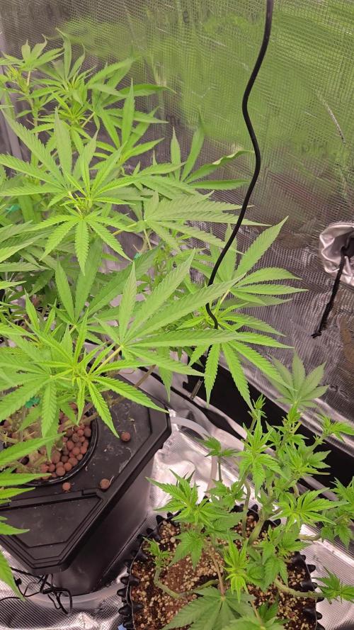 First dwc grow
