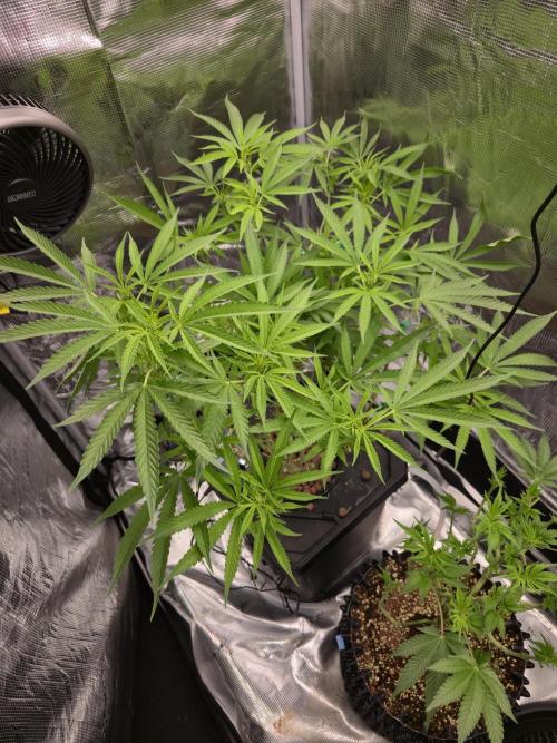 First dwc grow. Week 12