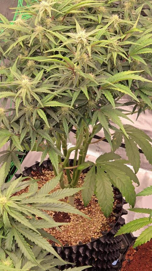 First auto grow