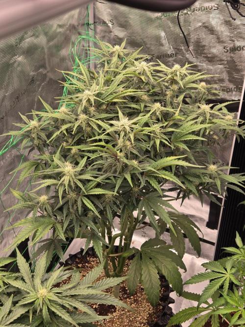 Blueberry Glue Auto. Week 7