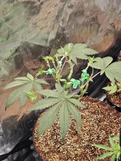 Tangerine Dream. Week 6