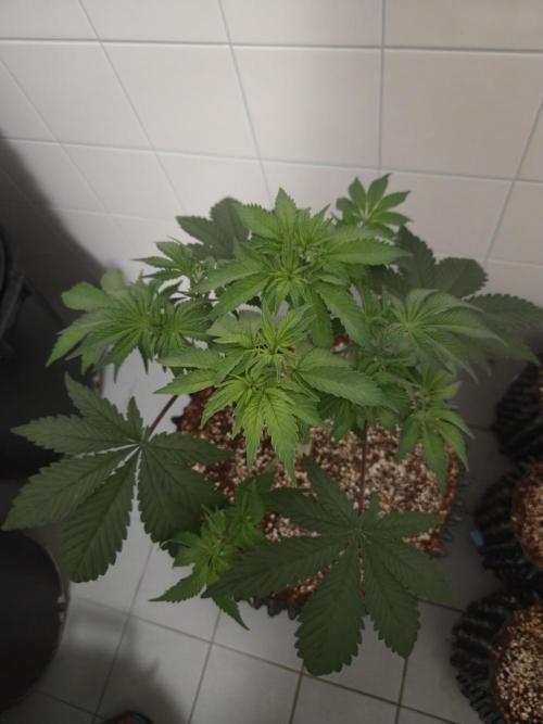 Tangerine Dream. Week 6