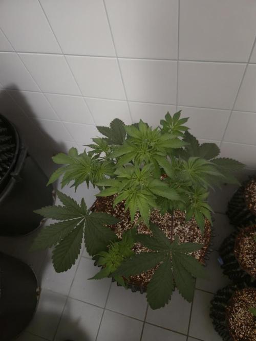 Tangerine Dream. Week 6