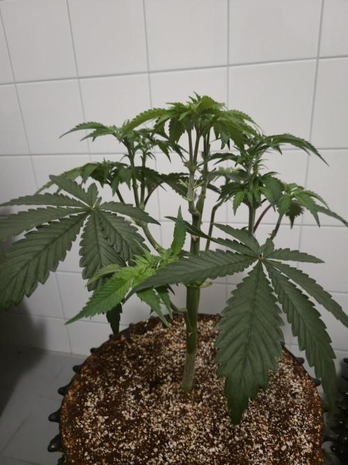Tangerine Dream. Week 6
