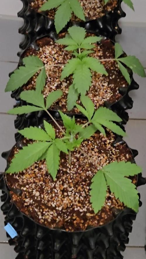 Gorilla Glue #4 x white widow