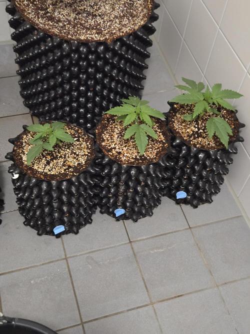 MAC 1 - F1 HYBRID. Week 2