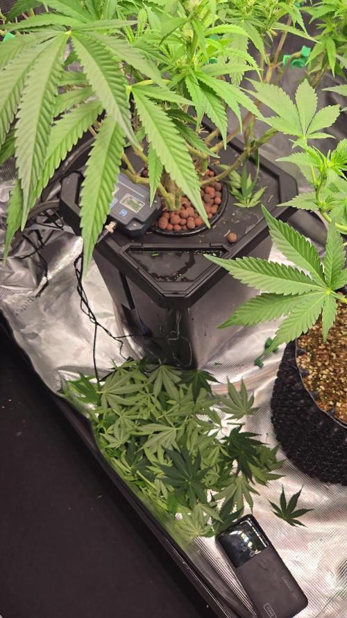 First dwc grow