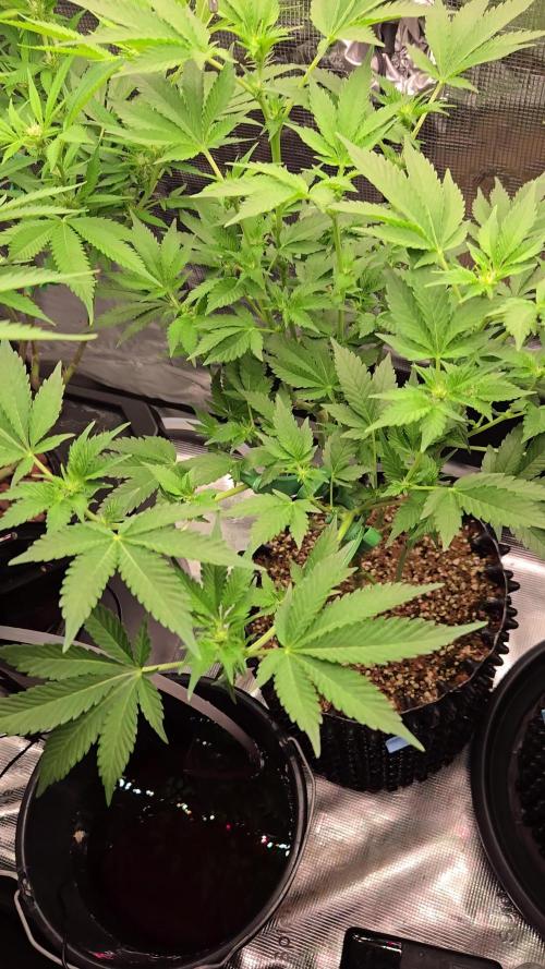 First dwc grow