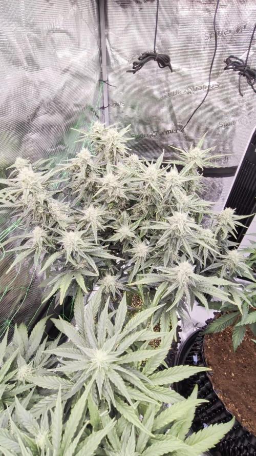 First auto grow