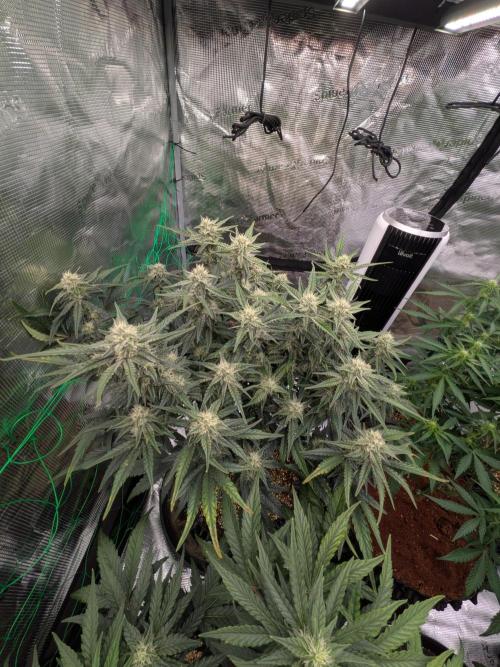 First auto grow. Week 8