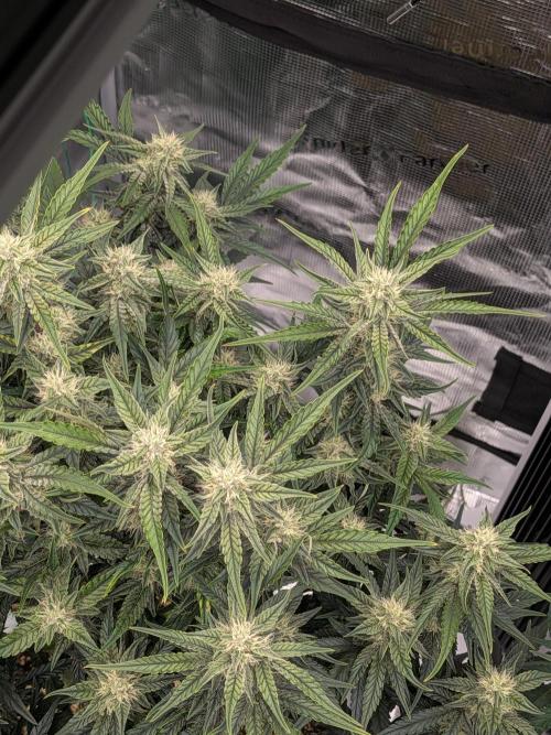First auto grow. Week 8