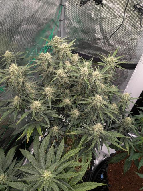 Blueberry Glue Auto. Week 8