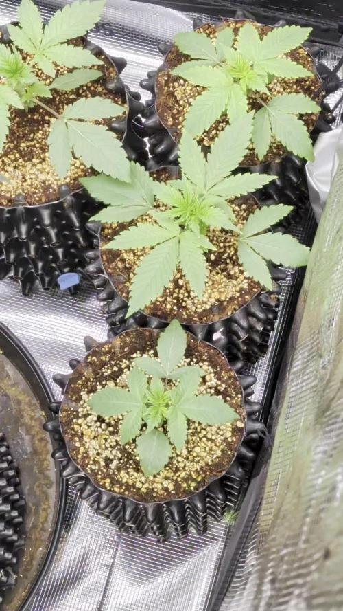 Mac1 F1 Hybrid