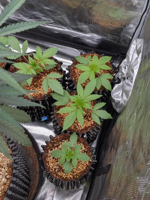 Mac1 F1 Hybrid. Week 2