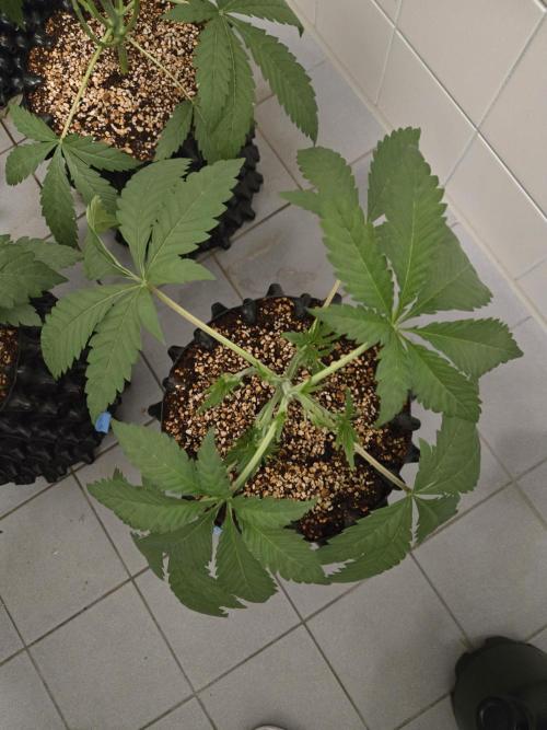 Gorrila Glue #4 × White Widow. Week 3