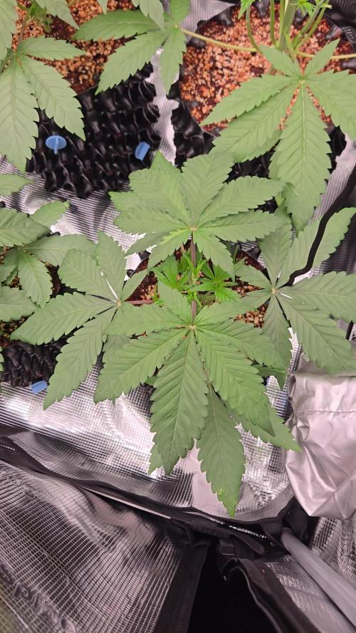 Mac1 F1 Hybrid