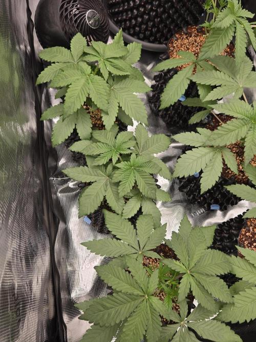Mac1 F1 Hybrid. Week 3