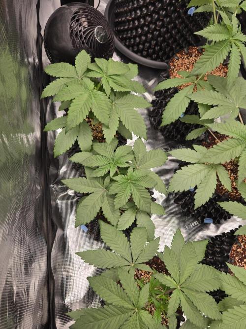 Mac1 F1 Hybrid. Week 3