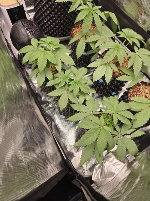 Mac1 F1 Hybrid. Week 3