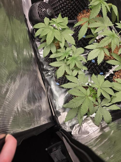 Mac1 F1 Hybrid. Week 3