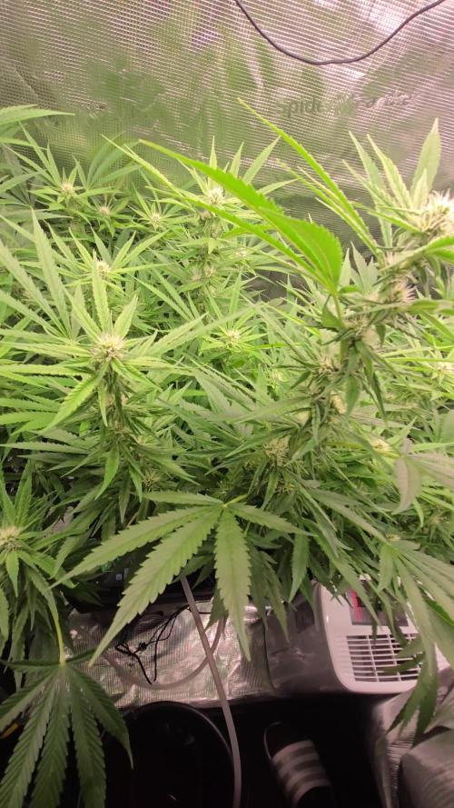 First dwc grow