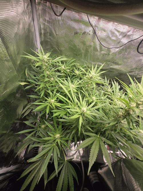 First dwc grow. Week 14