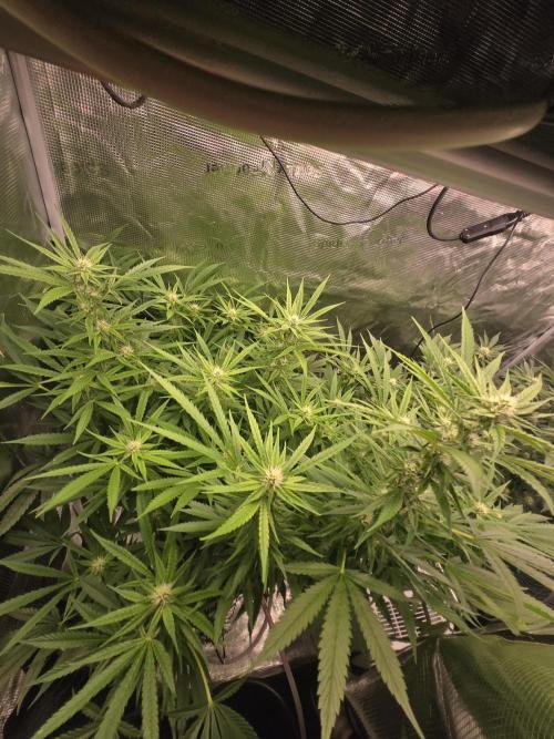 First dwc grow. Week 14