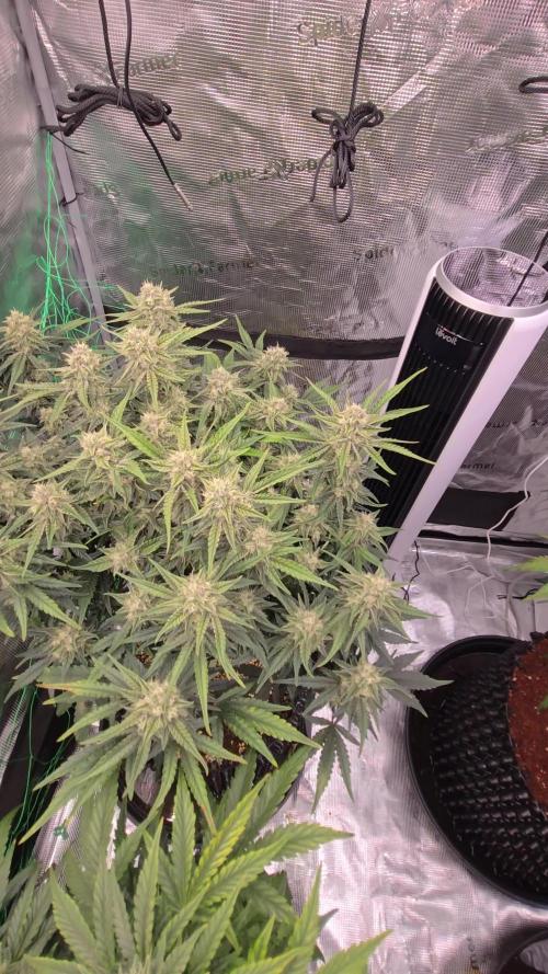First auto grow