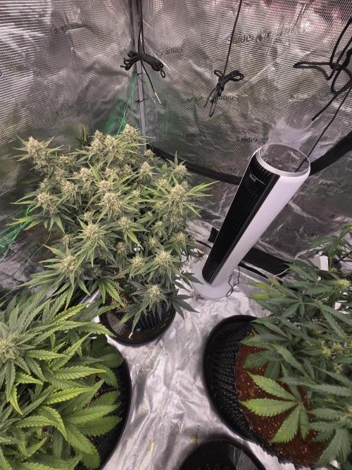 First auto grow. Week 9
