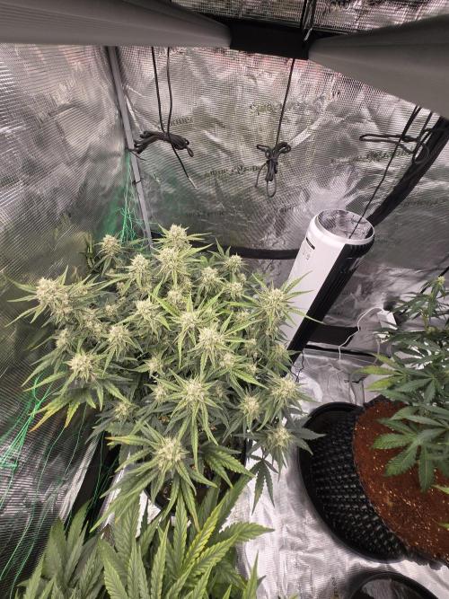 First auto grow. Week 9