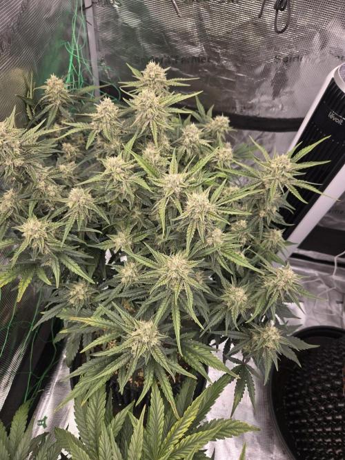 First auto grow. Week 9