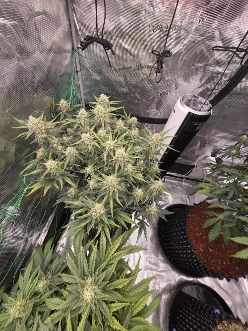 First auto grow. Week 9