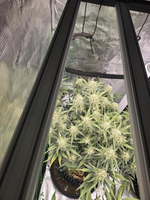 First auto grow. Week 9