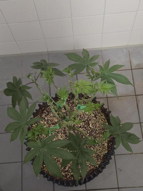 Tangerine Dream. Week 8