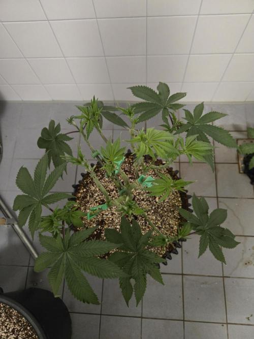 Tangerine Dream. Week 8