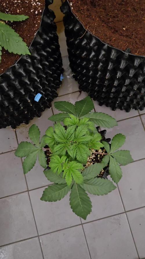 Mac1 F1 Hybrid