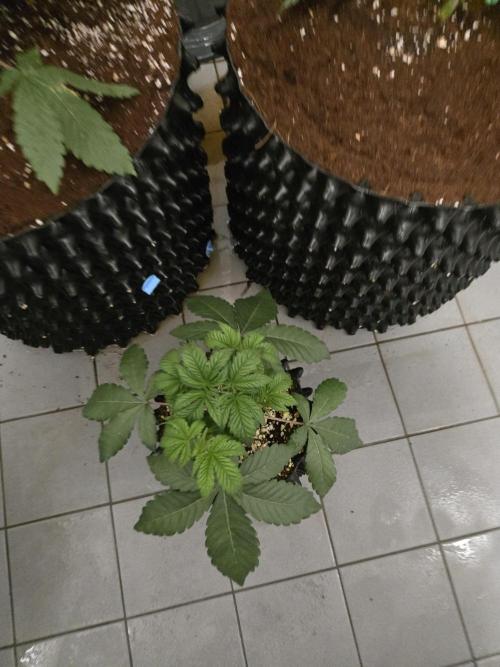 Mac1 F1 Hybrid. Week 4