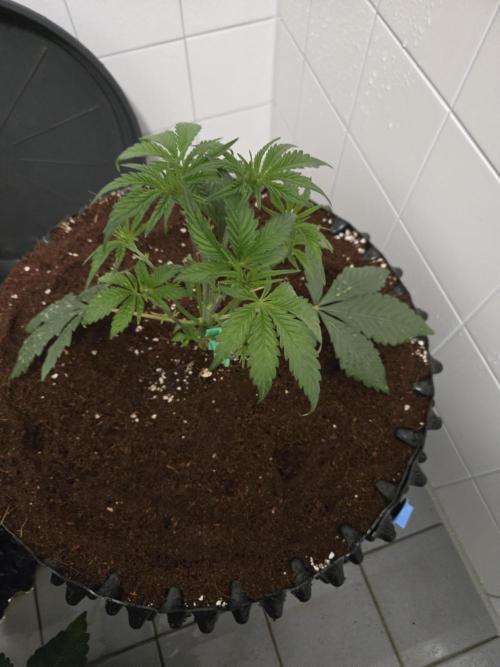 Mac1 F1 Hybrid. Week 4
