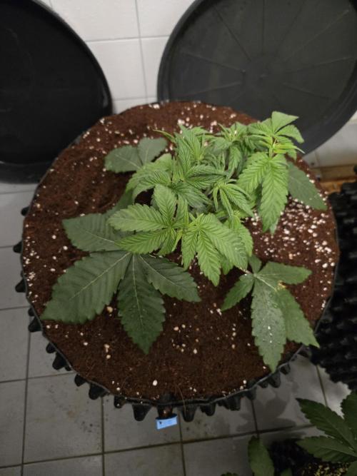 Mac1 F1 Hybrid. Week 4